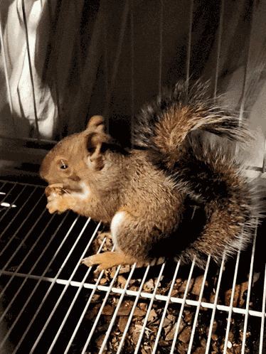 Squirrel Squirrel Eating Nut GIF