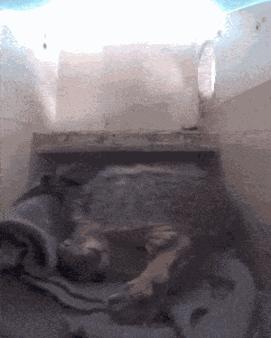 Squirrel Squirrel Lightning GIF