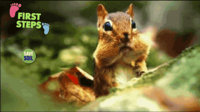Squirrel Step GIF