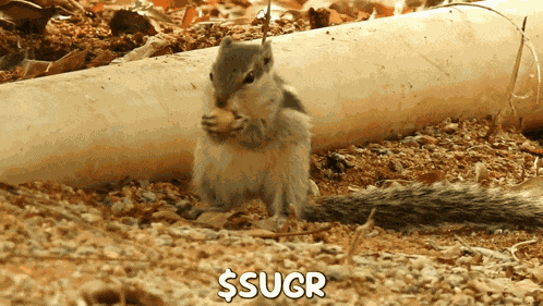 Squirrel Sugr GIF
