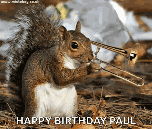 Squirrel GIF