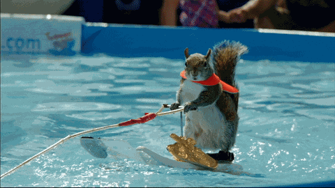 Squirrel Water Ski GIF