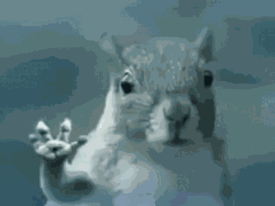 Squirrel Wave GIF