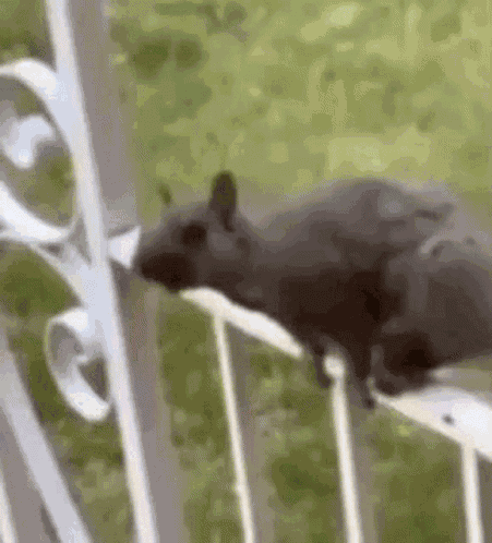 Squirrel What Me GIF