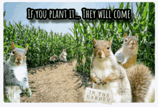 Squirrels Squirrel Meme GIF