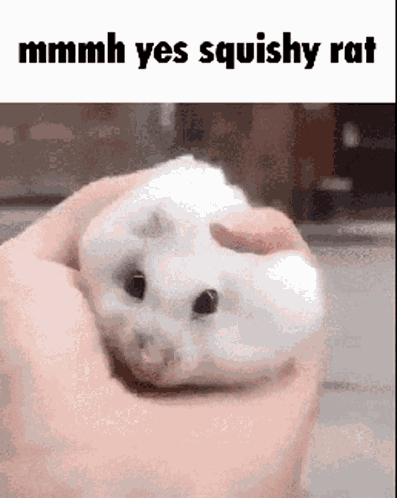 Squishy GIF
