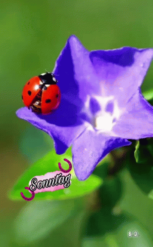 Sretna Nedjelja GIF