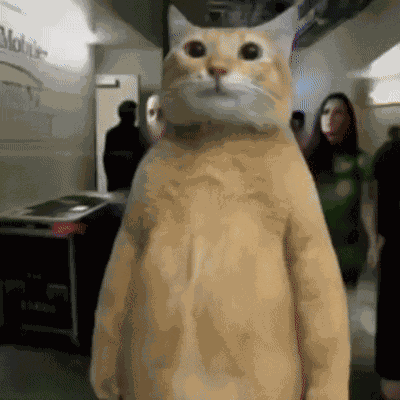 Ssdfg Funny GIF