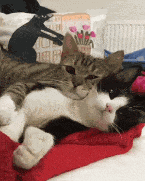 Stan Twitter Cats GIF