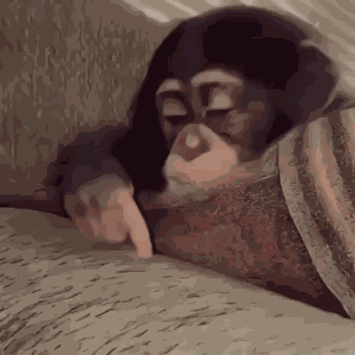 Stan Twitter Monkey GIF