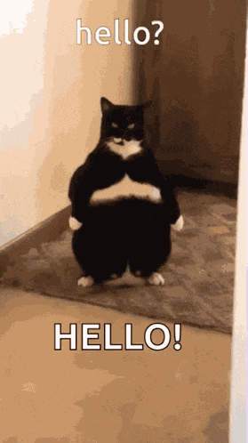 Stand Cat GIF
