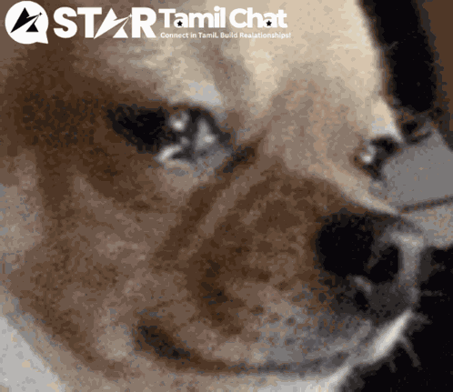Star Tamil Chat Sanjay Chat GIF
