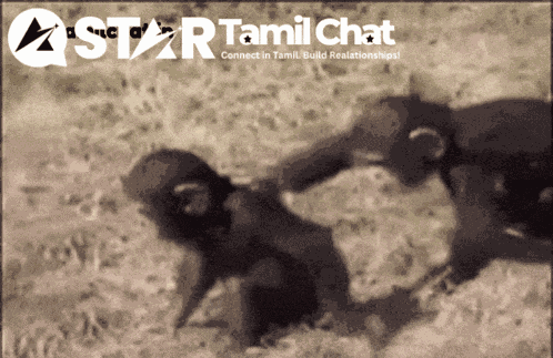 Star Tamil Chat Sanjay Chat GIF