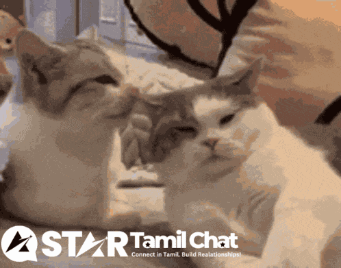 Star Tamil Chat Sanjay Chat GIF