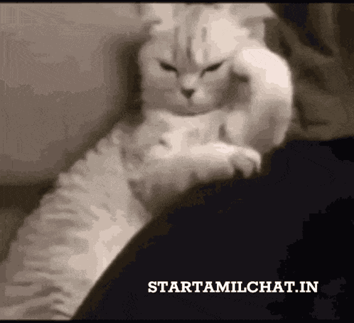 Star Tamil Chat Sanjay Chat GIF