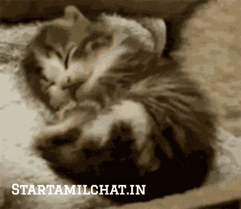 Star Tamil Chat Startamilchat GIF