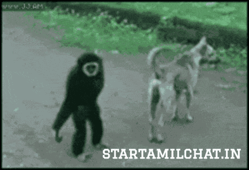 Star Tamil Chat Startamilchat GIF