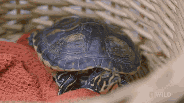 Staring A Turtle With Shell Rot GIF