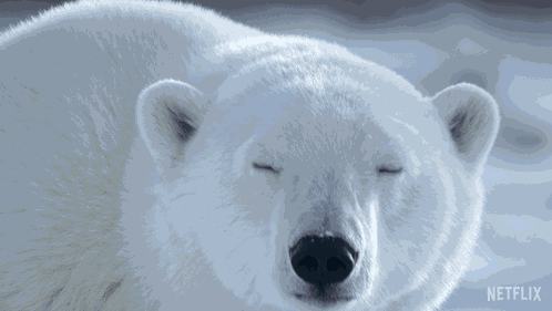 Staring At You Our Living World GIF
