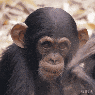 Staring At You Our Living World GIF