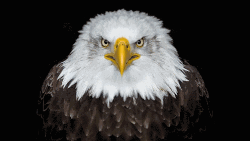 Staring Eagle GIF