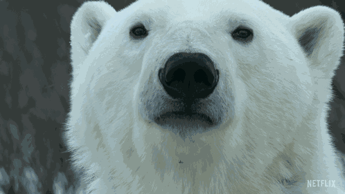 Staring Polar Bear GIF