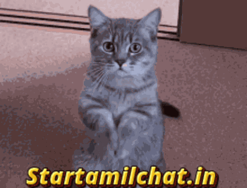 Startamilchat Sanjay Chat GIF