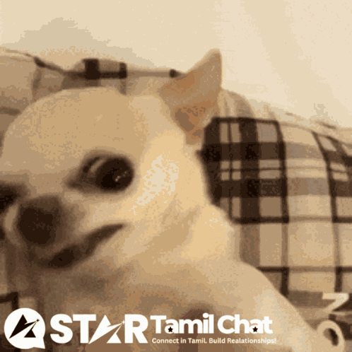Startamilchat Sanjay Chat GIF