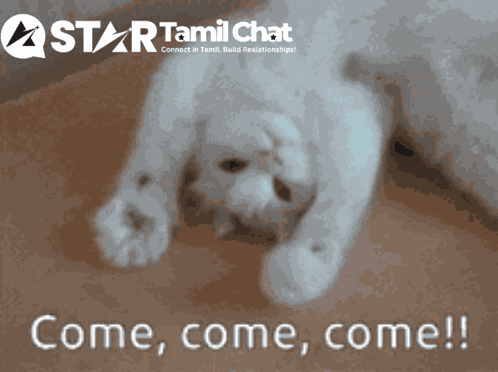 Startamilchat Sanjay Chat GIF