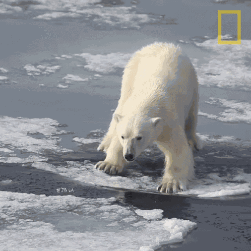 Step Back Nat Geo Wild GIF