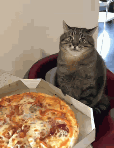 Stepan Stepan Cat GIF