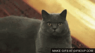 Stern Cat GIF