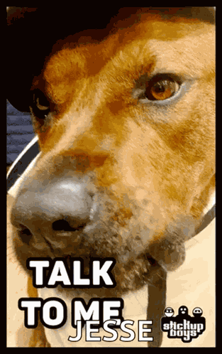 Stickupboys Dog GIF