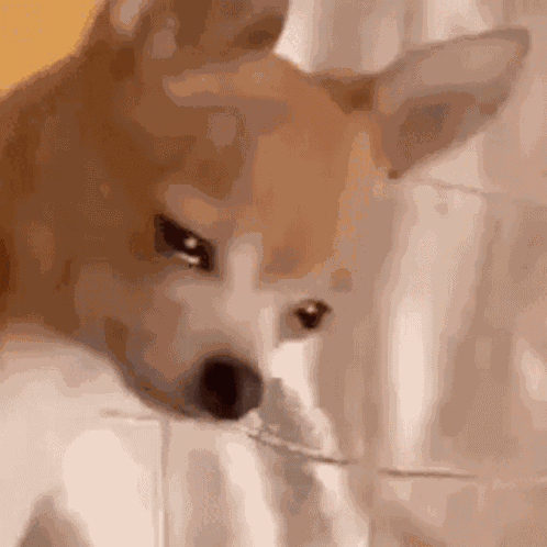 Stillesque GIF