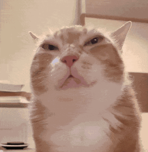 Stink Eye Cat GIF