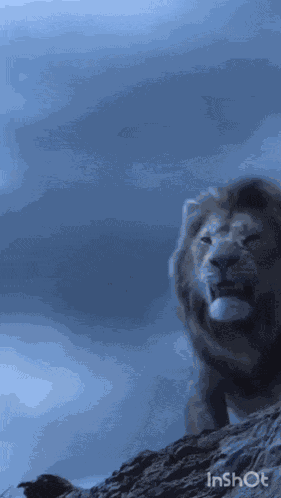 Stmhozann Hozanstm GIF