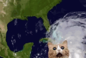Storm Cat GIF
