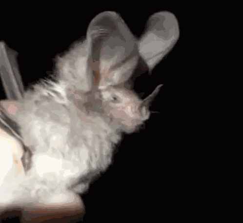 Strange Bats Leaf Nosed Bat GIF