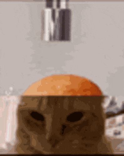Strawberry Cat Domgcat Donkeycat Free Robux Vbucks GIF