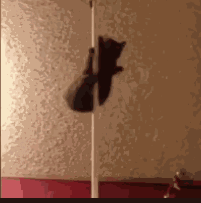 Stripper Poledance GIF