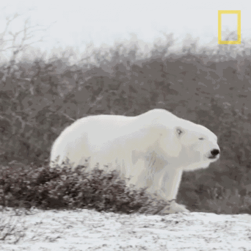 Strolling Nat Geo Wild GIF