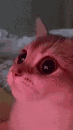 Stunned Cat GIF