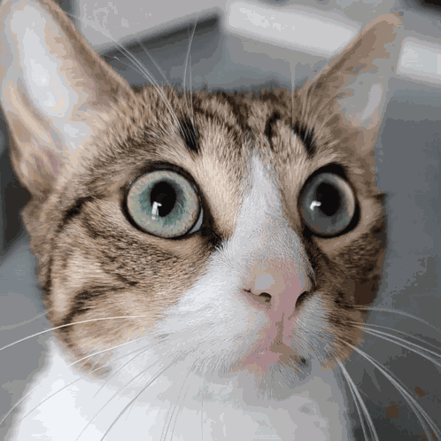 Stunned Stunned Cat GIF