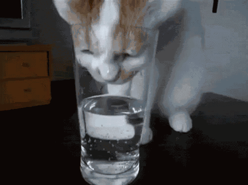 Su İçmek GIF