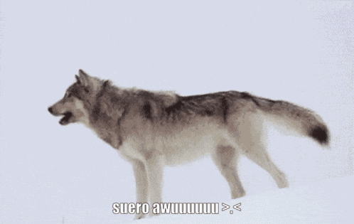 Suero Coyote GIF