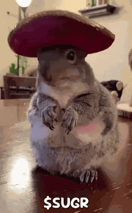 Sugr Squirrel GIF