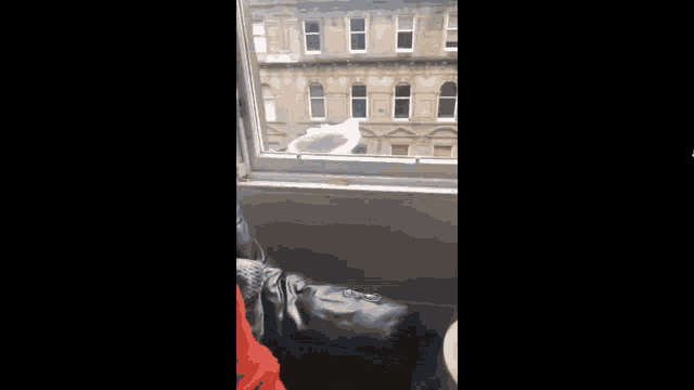 Suicide Pigeon GIF