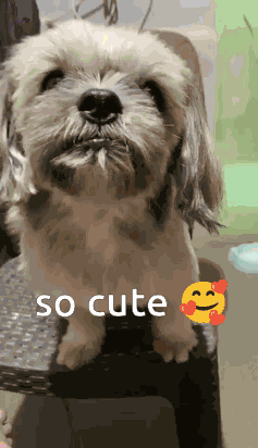 Suji Shih Tzu GIF