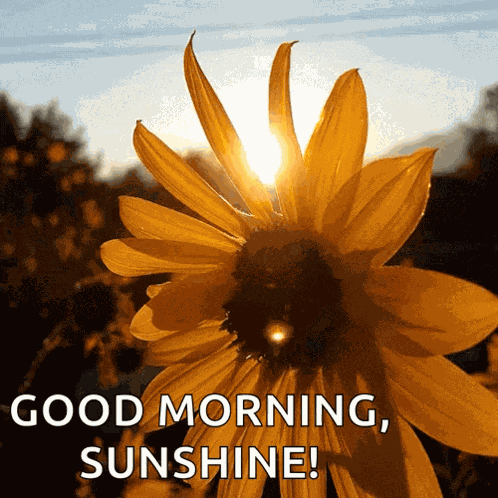 Sun Flower Summer Solstice GIF