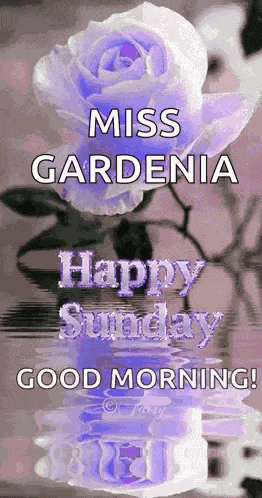 Sunday Blessings GIF